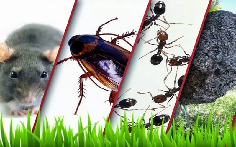 Best Fumigation and Pest control company Nairobi Kenya - Luminous Cleaning and Fumigation Services